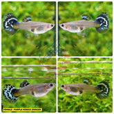 Aquarium Guppy Fish High Quality-  Purple Mosaic Dragon - Betta USA Aquatic